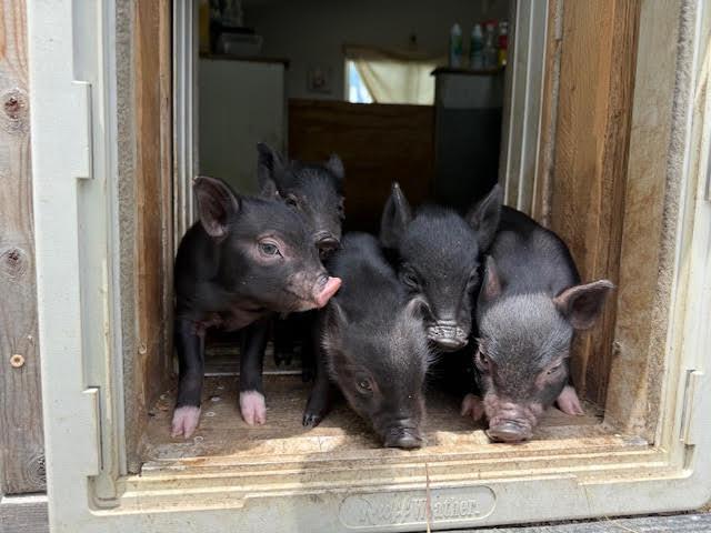 Enlarge We have piglets!!!!, a Adoptable Pig in Durham, NC image 4/6