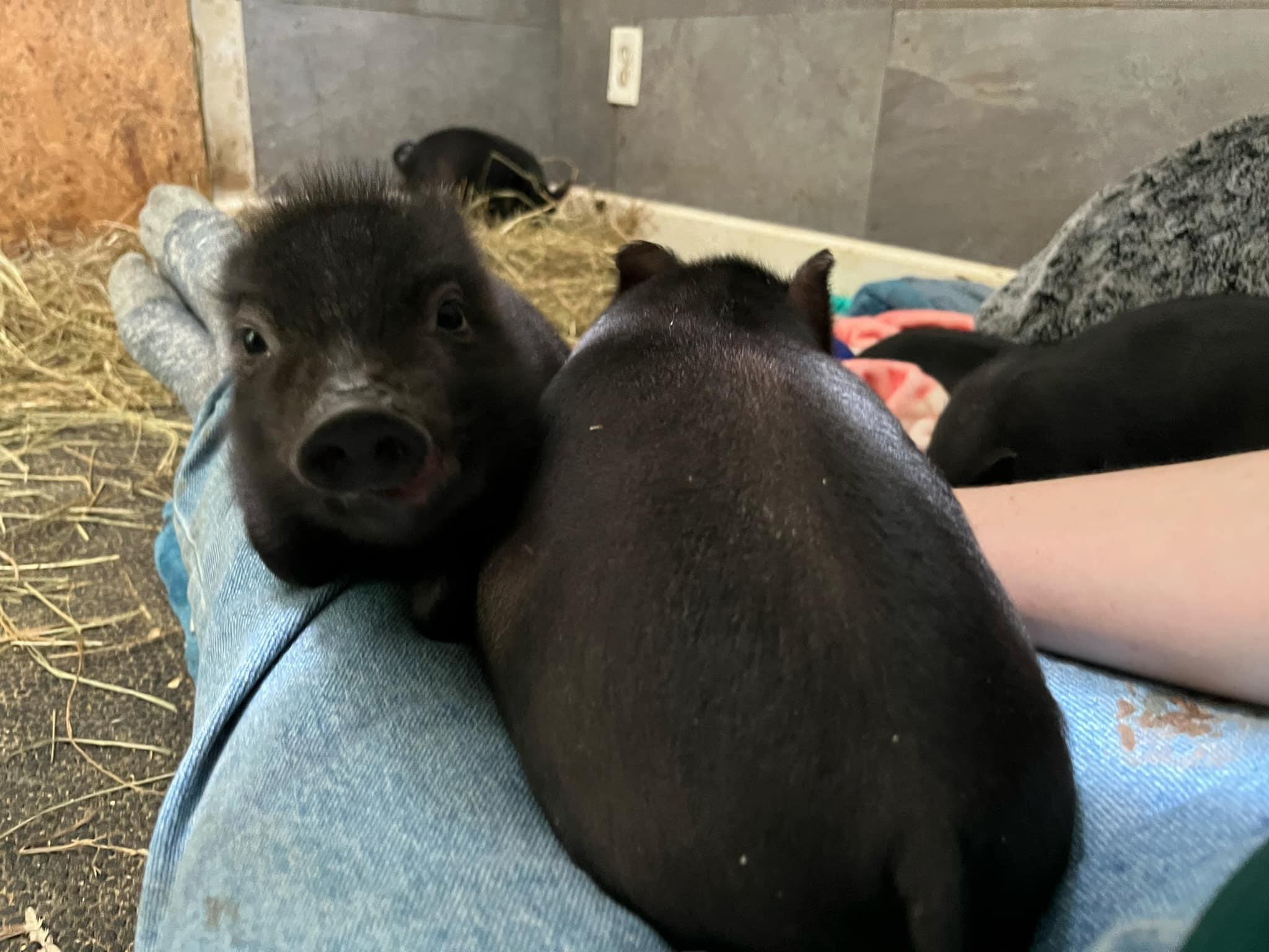 Enlarge We have piglets!!!!, a Adoptable Pig in Durham, NC image 5/6