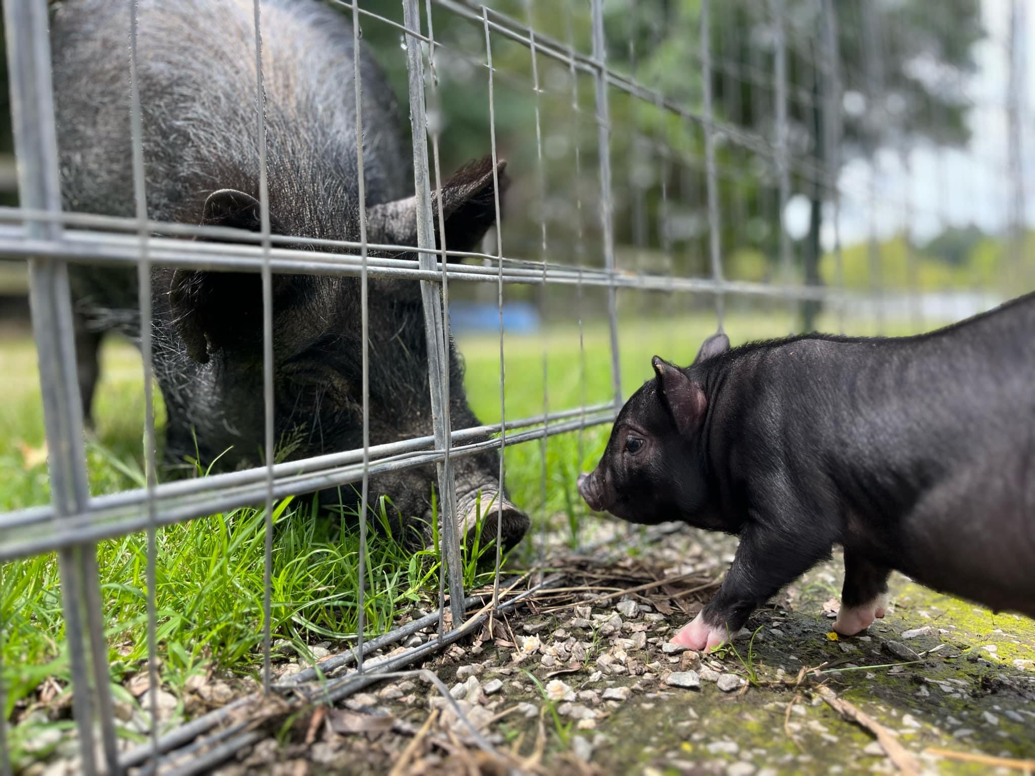 Enlarge We have piglets!!!!, a Adoptable Pig in Durham, NC image 6/6