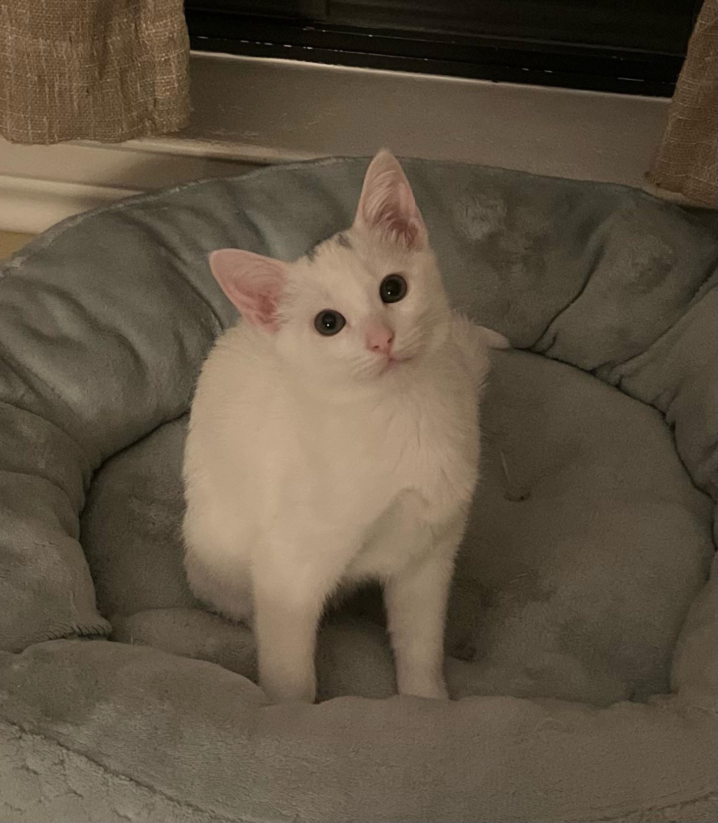 Sweet Tooth, Baby Male Turkish Van