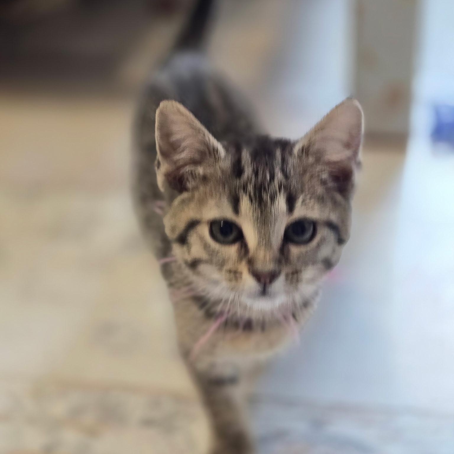 Enlarge Fairy , an adoptable Domestic Short Hair in West Jefferson, OH image 2/6