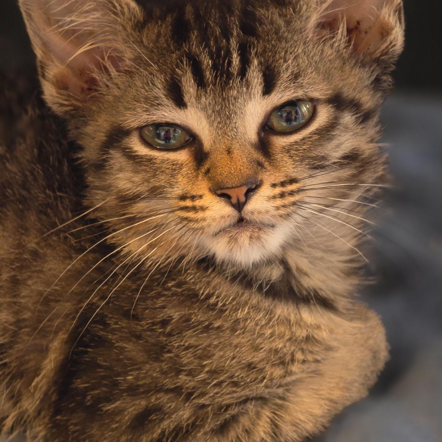 Fairy , adoptable, Kitten Female Domestic Short Hair.