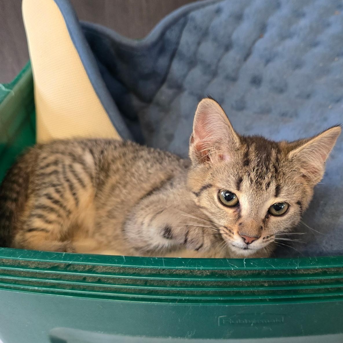 Enlarge Fairy , an adoptable Domestic Short Hair in West Jefferson, OH image 3/6