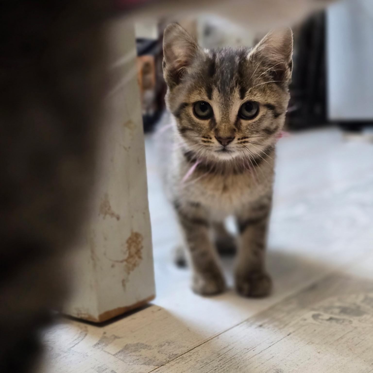 Enlarge Fairy , an adoptable Domestic Short Hair in West Jefferson, OH image 5/6