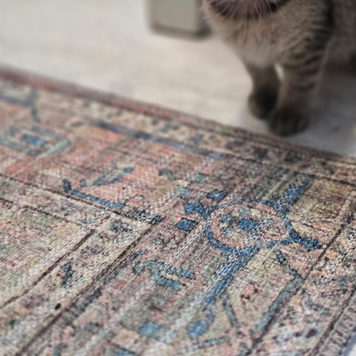 Enlarge Fairy , an adoptable Domestic Short Hair in West Jefferson, OH image 4/6