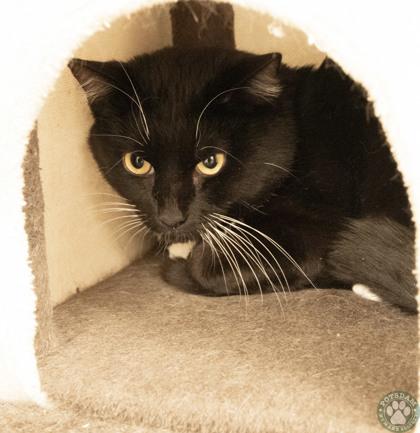 Eric, ADOPTABLE, Young Male Domestic Short Hair.