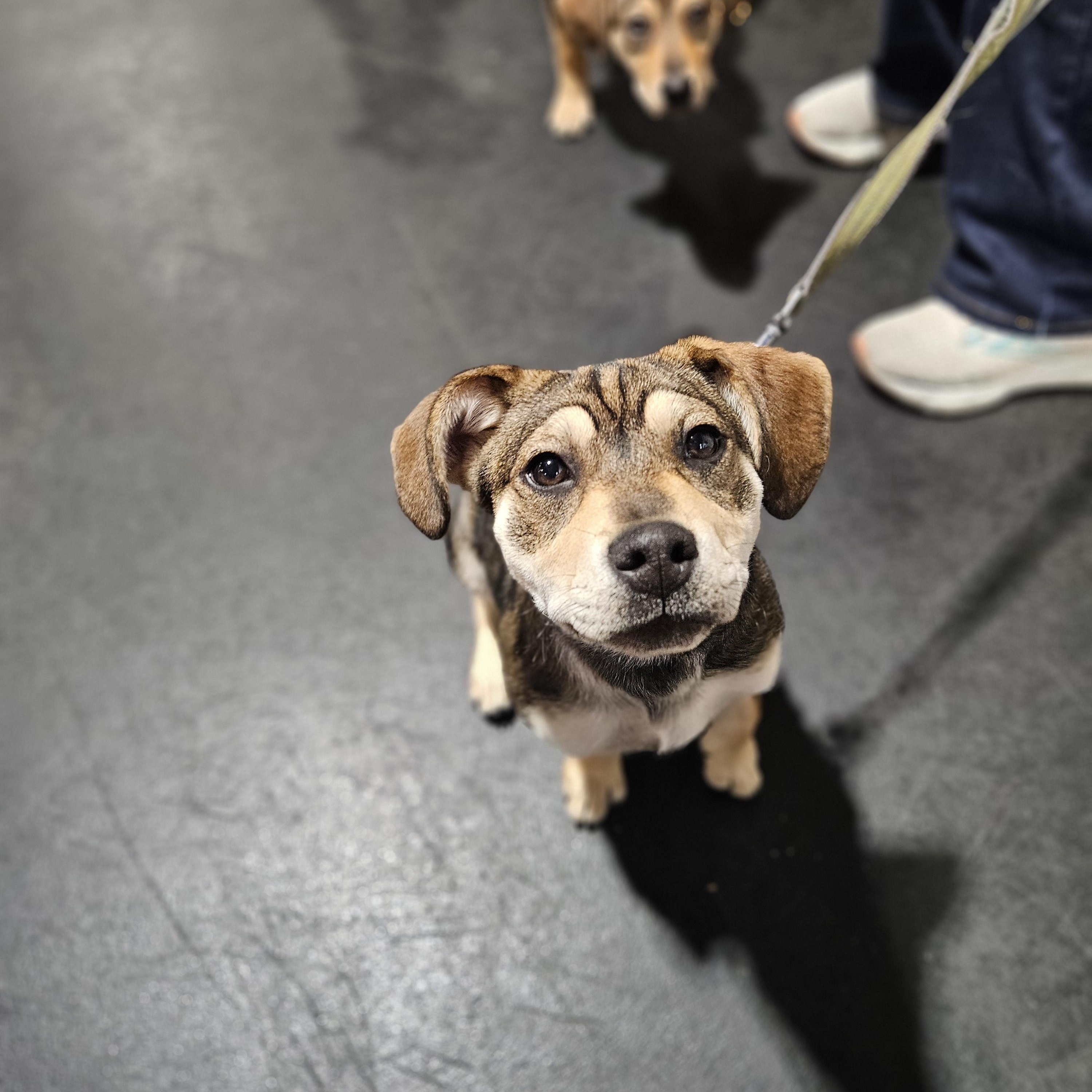 Enlarge VELMA  $425, a ADOPTABLE mixed breed in Milwaukee, WI image 3/6