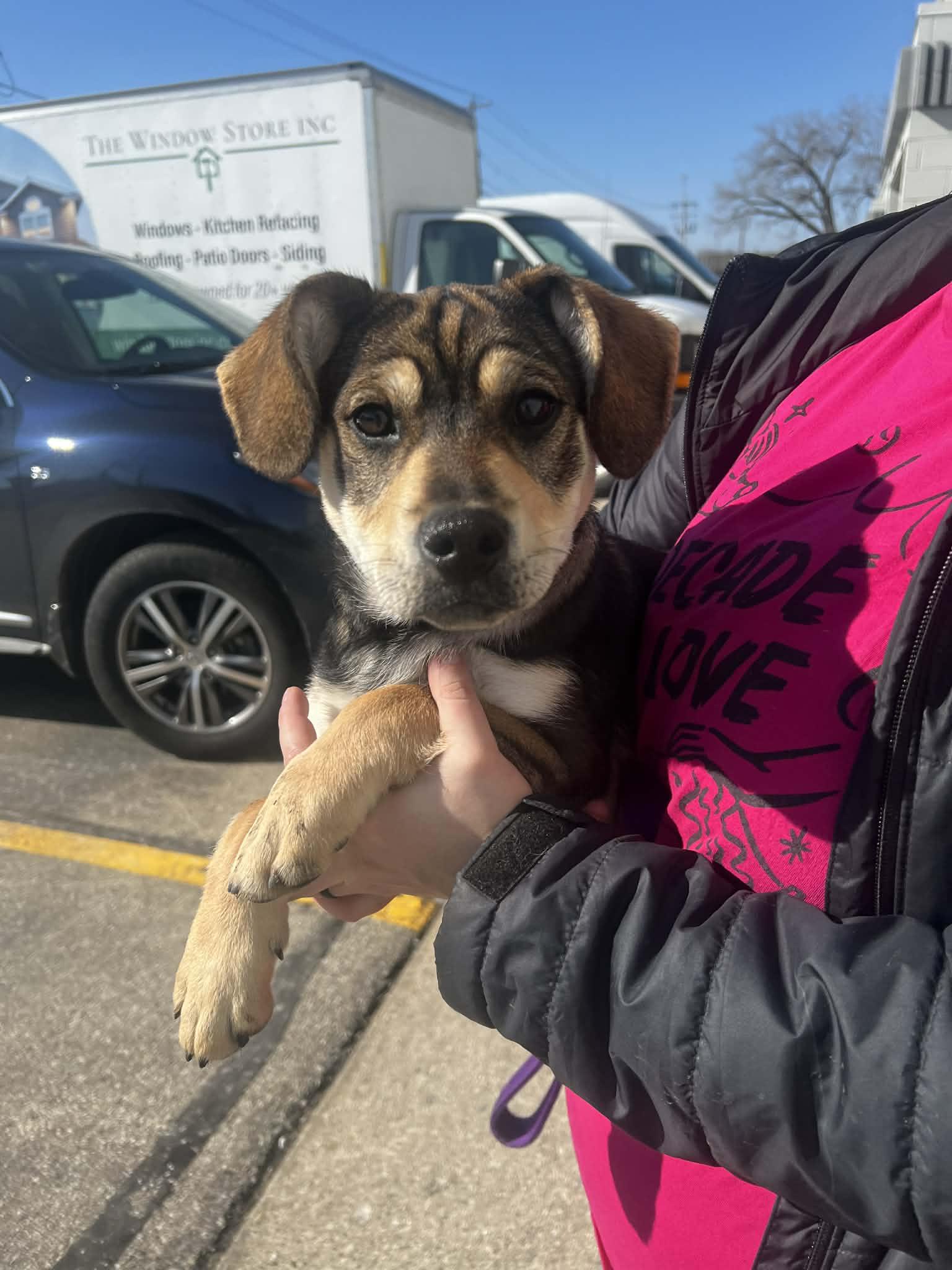 VELMA  $425, ADOPTABLE, Young Female Labrador Retriever.