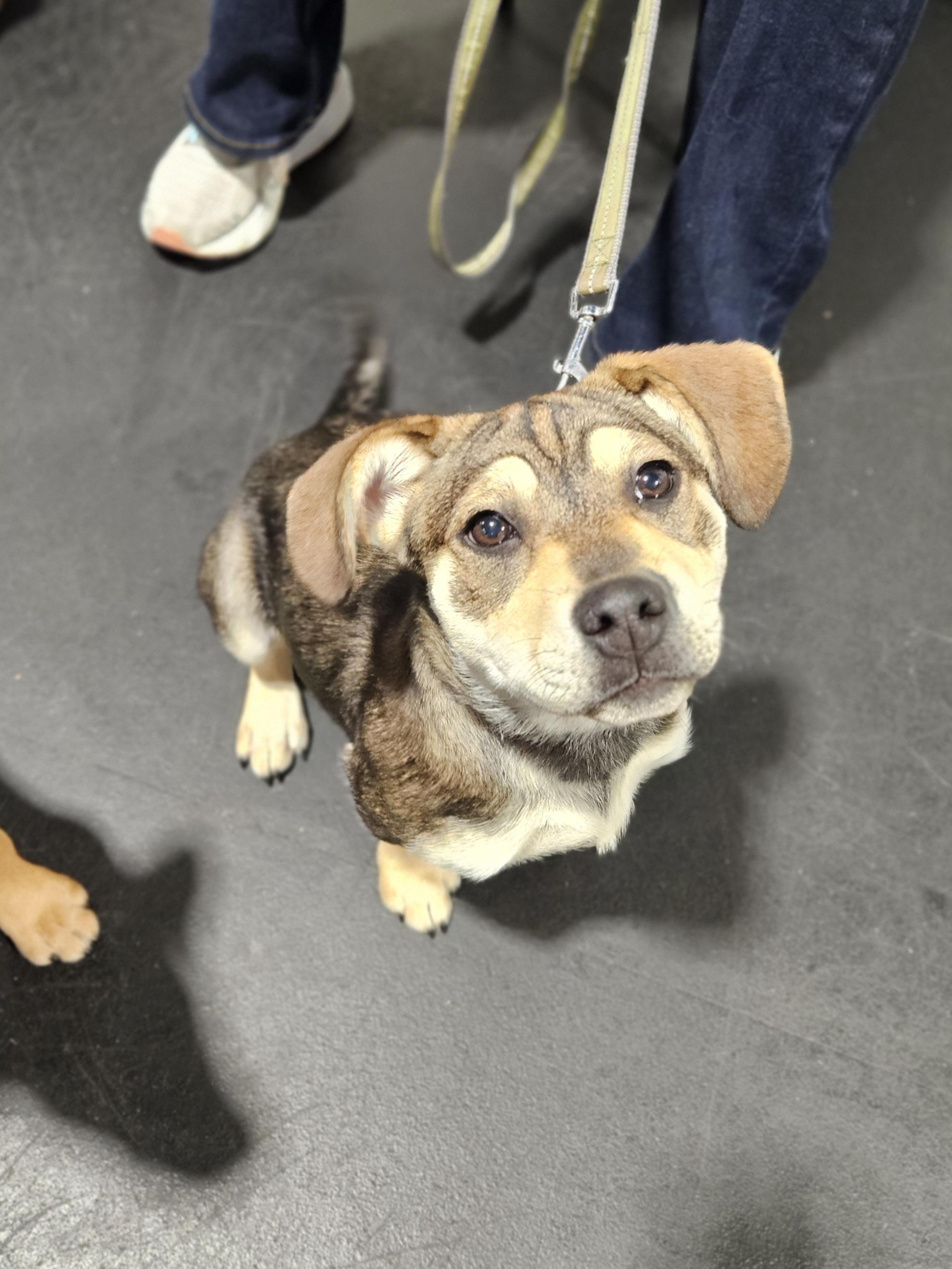 Enlarge VELMA  $425, a ADOPTABLE mixed breed in Milwaukee, WI image 5/6