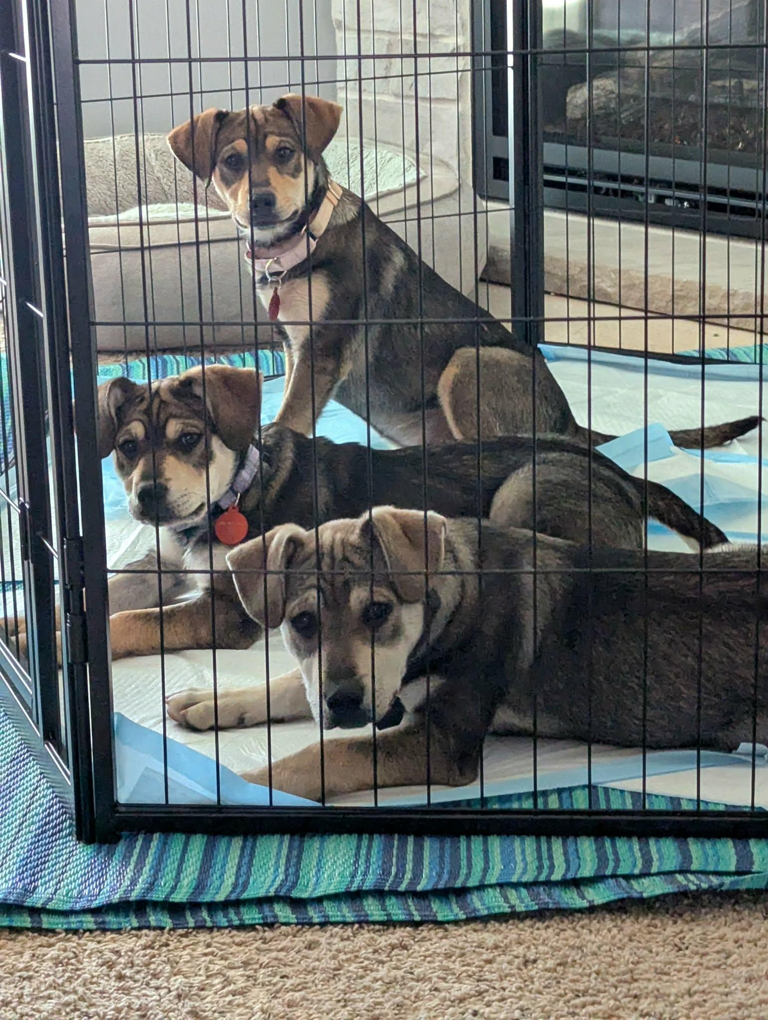 Enlarge VELMA  $425, a ADOPTABLE mixed breed in Milwaukee, WI image 4/6