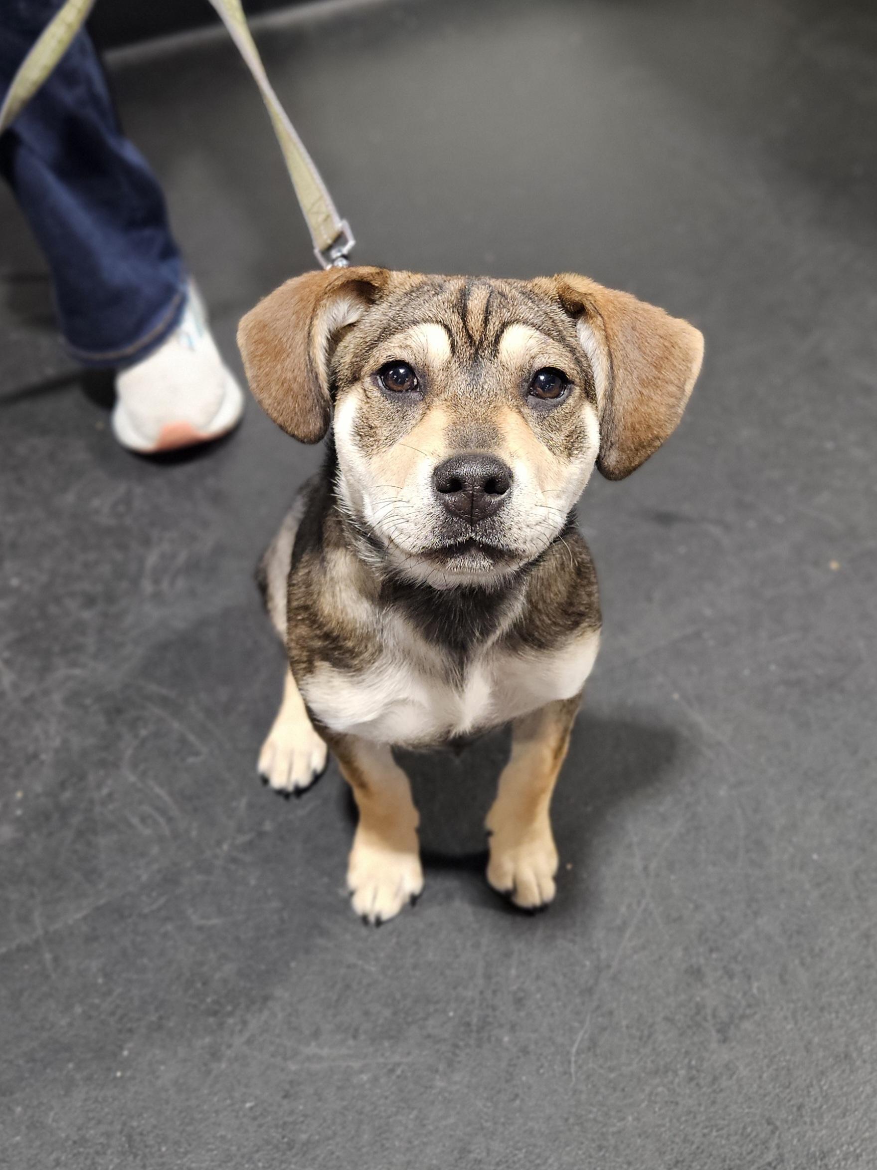 VELMA  $425, ADOPTABLE, Young Female Labrador Retriever.