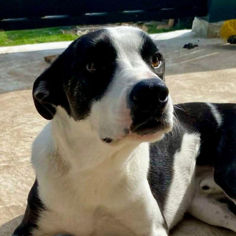 Will, Adoptable, Adult Male Terrier.