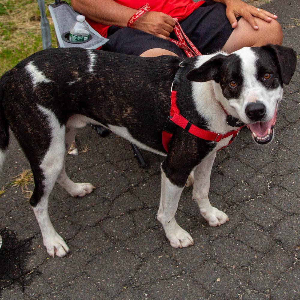 Will, Adoptable, Adult Male Terrier.