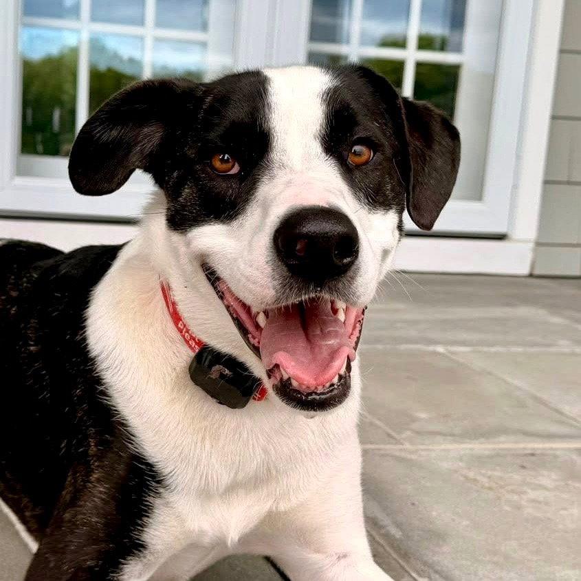 Will, Adoptable, Adult Male Terrier.
