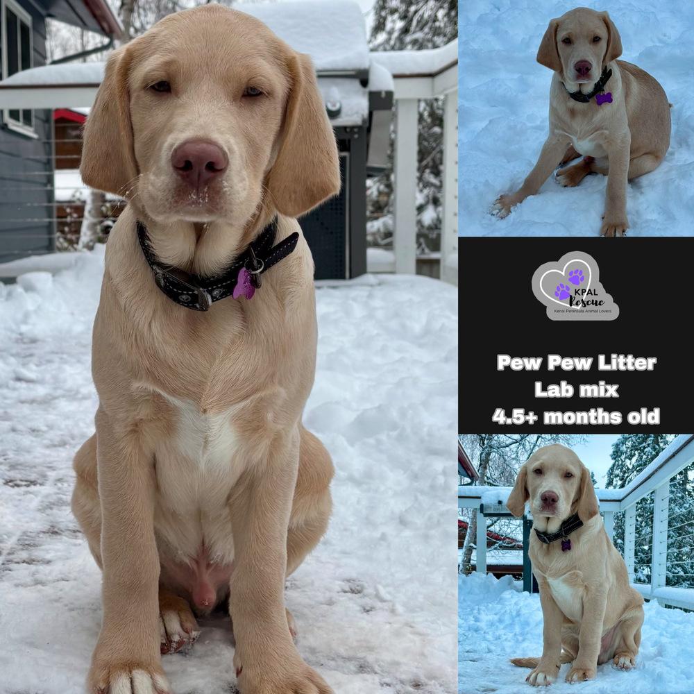 Rifle - Pew Pew Litter, Adoptable, Young Male Labrador Retriever.