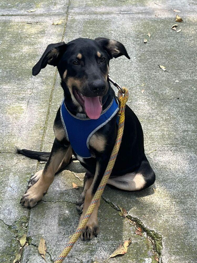 GARY, Adoptable, Puppy Male Shepherd.