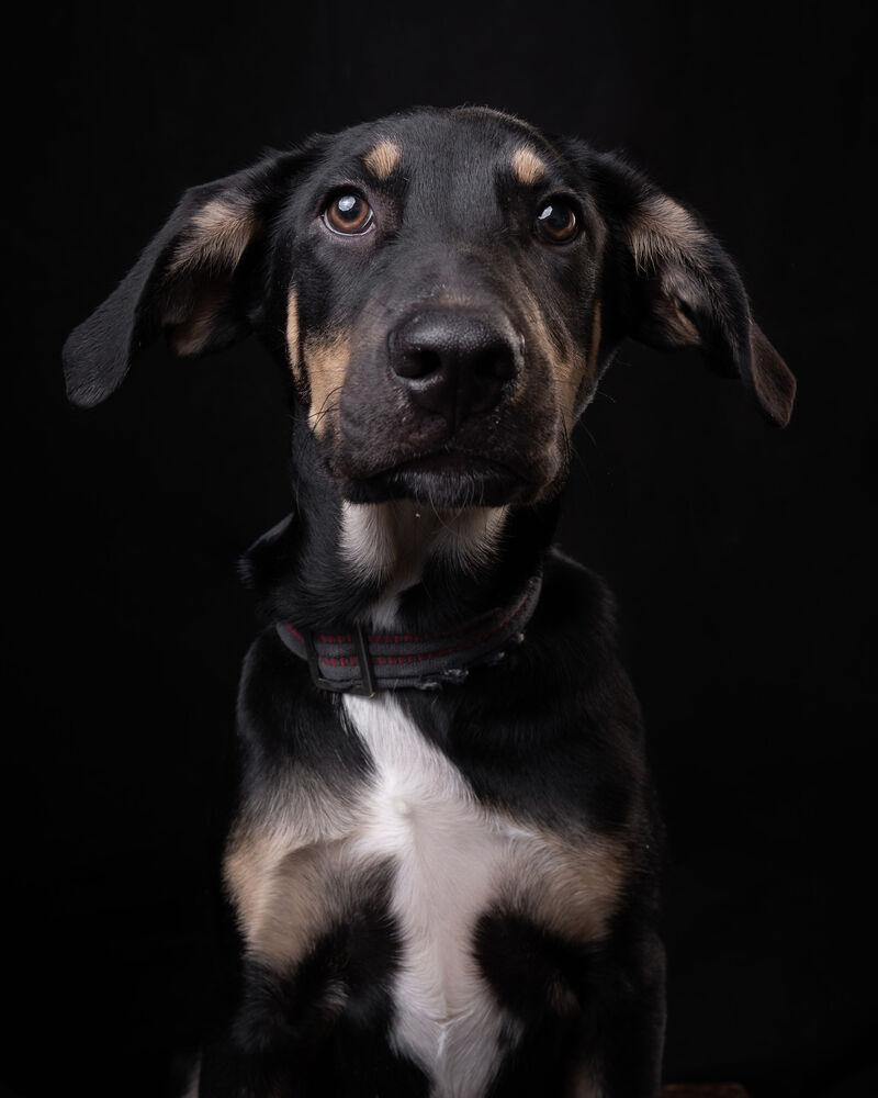 GARY, a Adoptable mixed breed in Langley, BC image 2/6