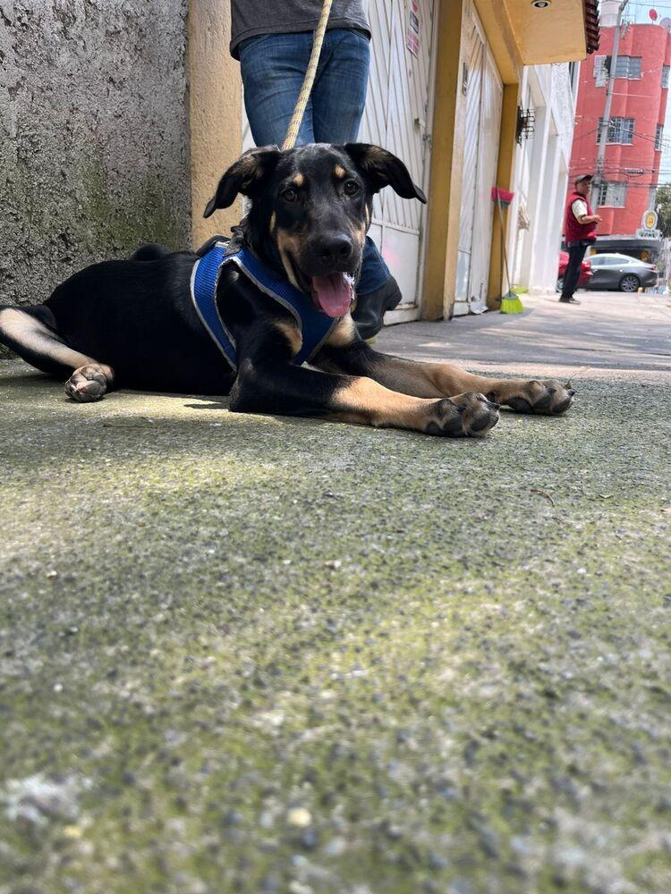 GARY, a Adoptable mixed breed in Langley, BC image 3/6