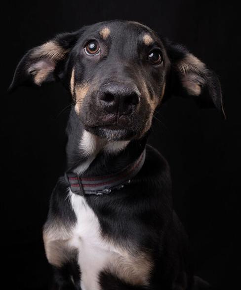 GARY, a Adoptable mixed breed in Langley, BC image 4/6