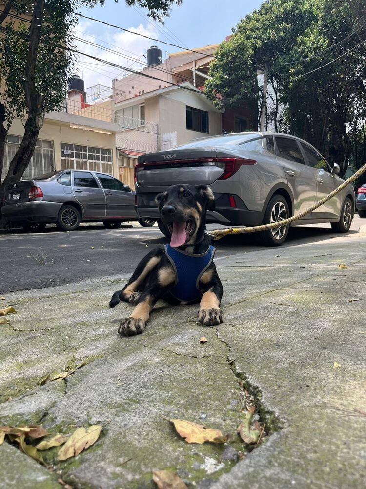 GARY, a Adoptable mixed breed in Langley, BC image 5/6