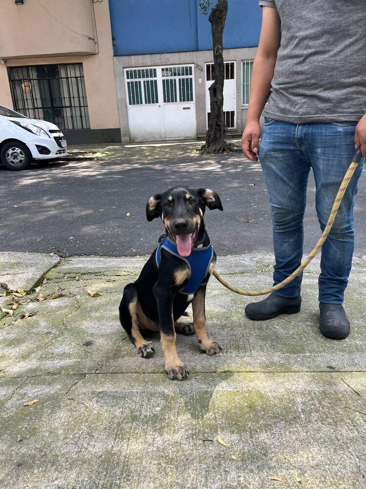 GARY, a Adoptable mixed breed in Langley, BC image 6/6