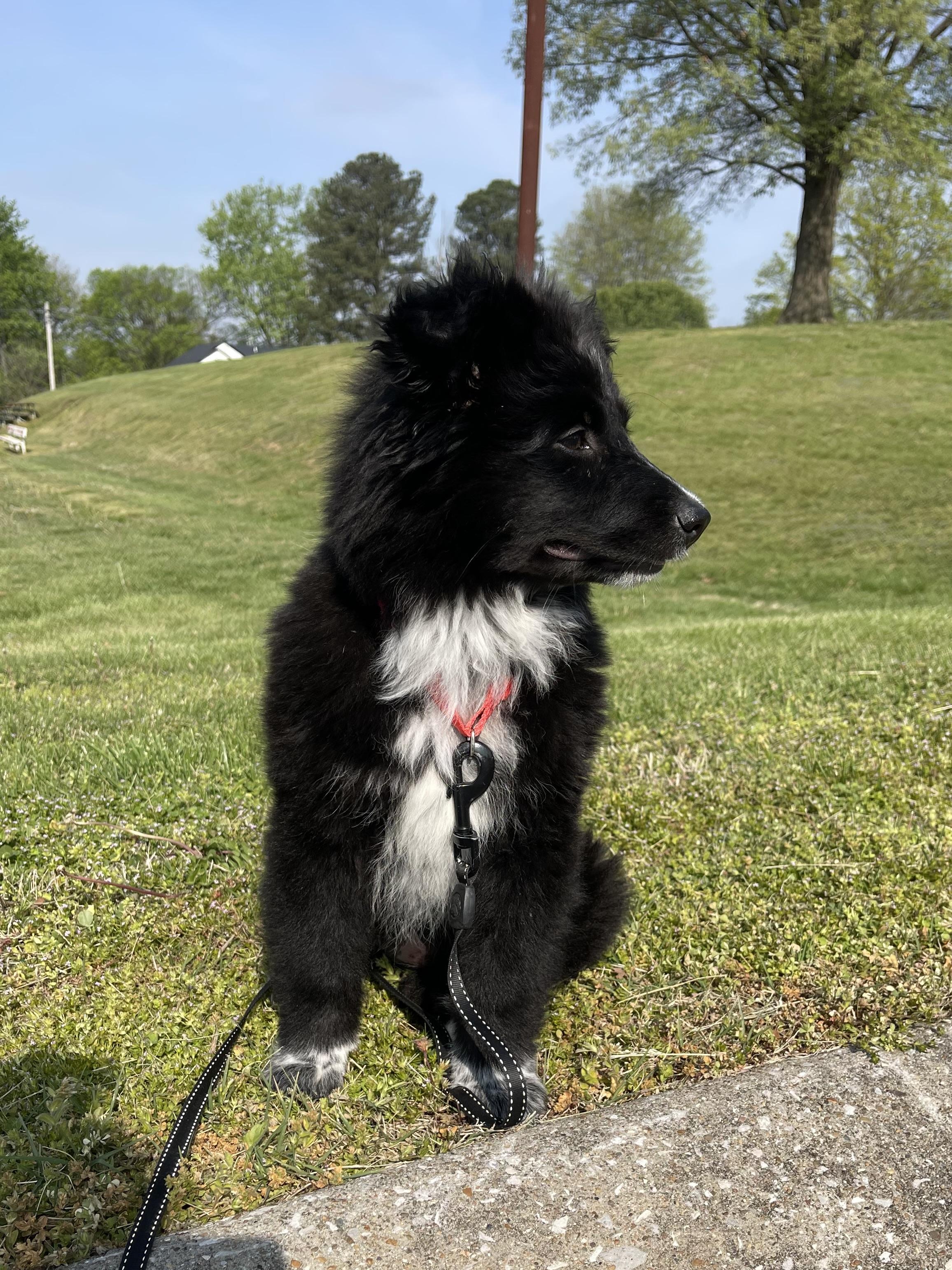 Enlarge Dottie, an adopted mixed breed in Hartford, KY image 4/4