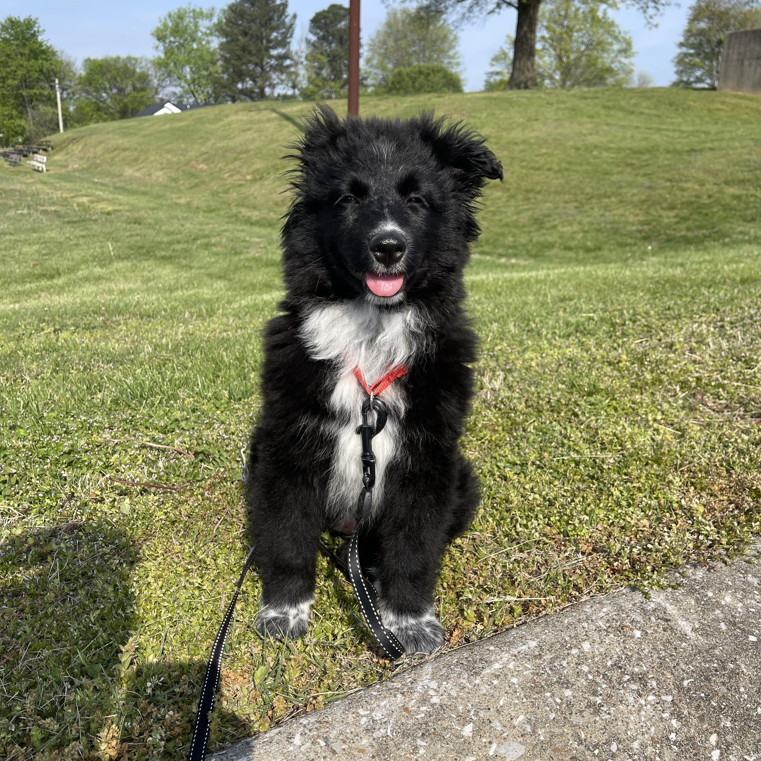 Enlarge Dottie, an adopted mixed breed in Hartford, KY image 3/4
