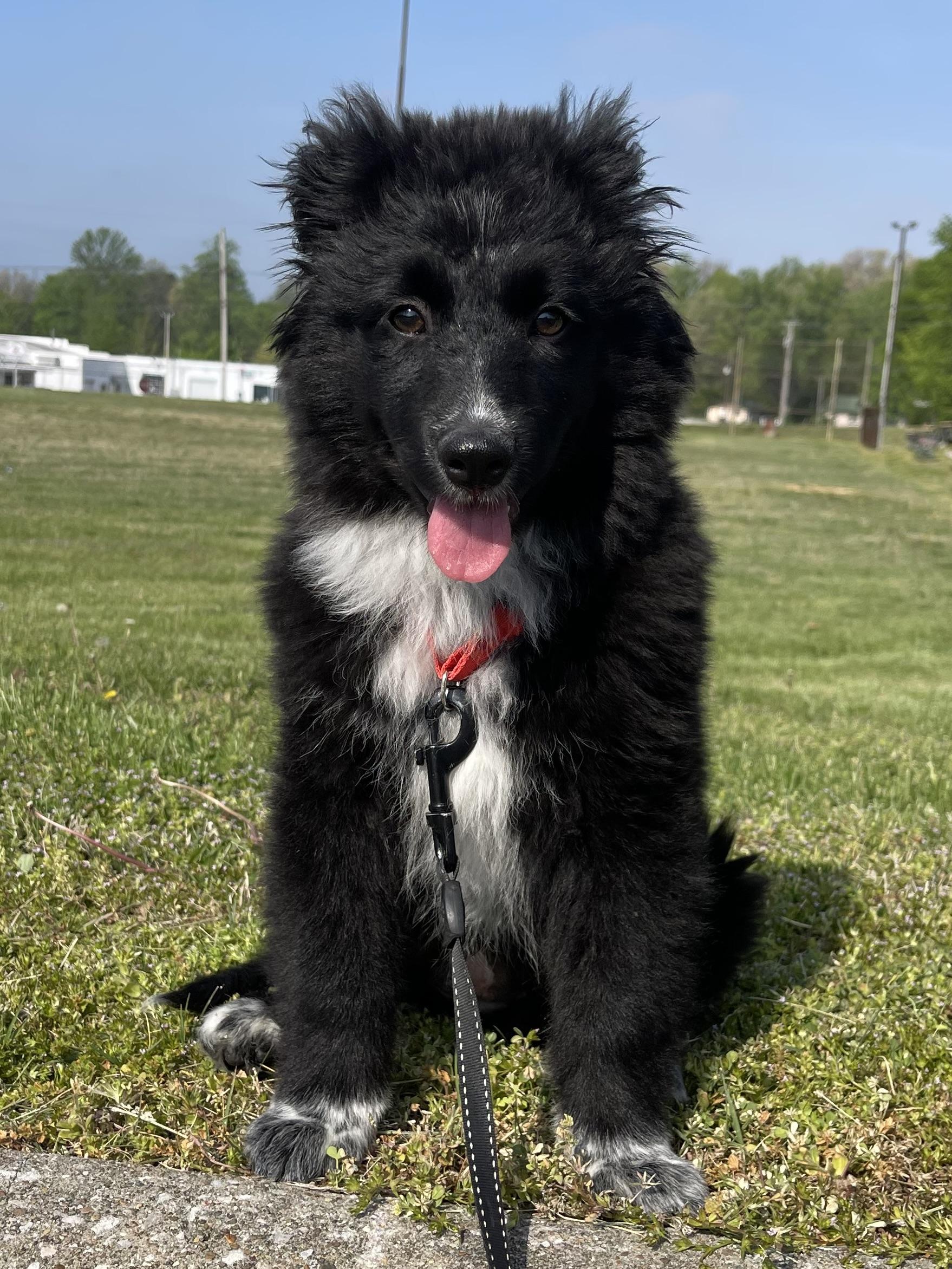 Dottie, adopted, Puppy Female Australian Shepherd & Flat-Coated Retriever.