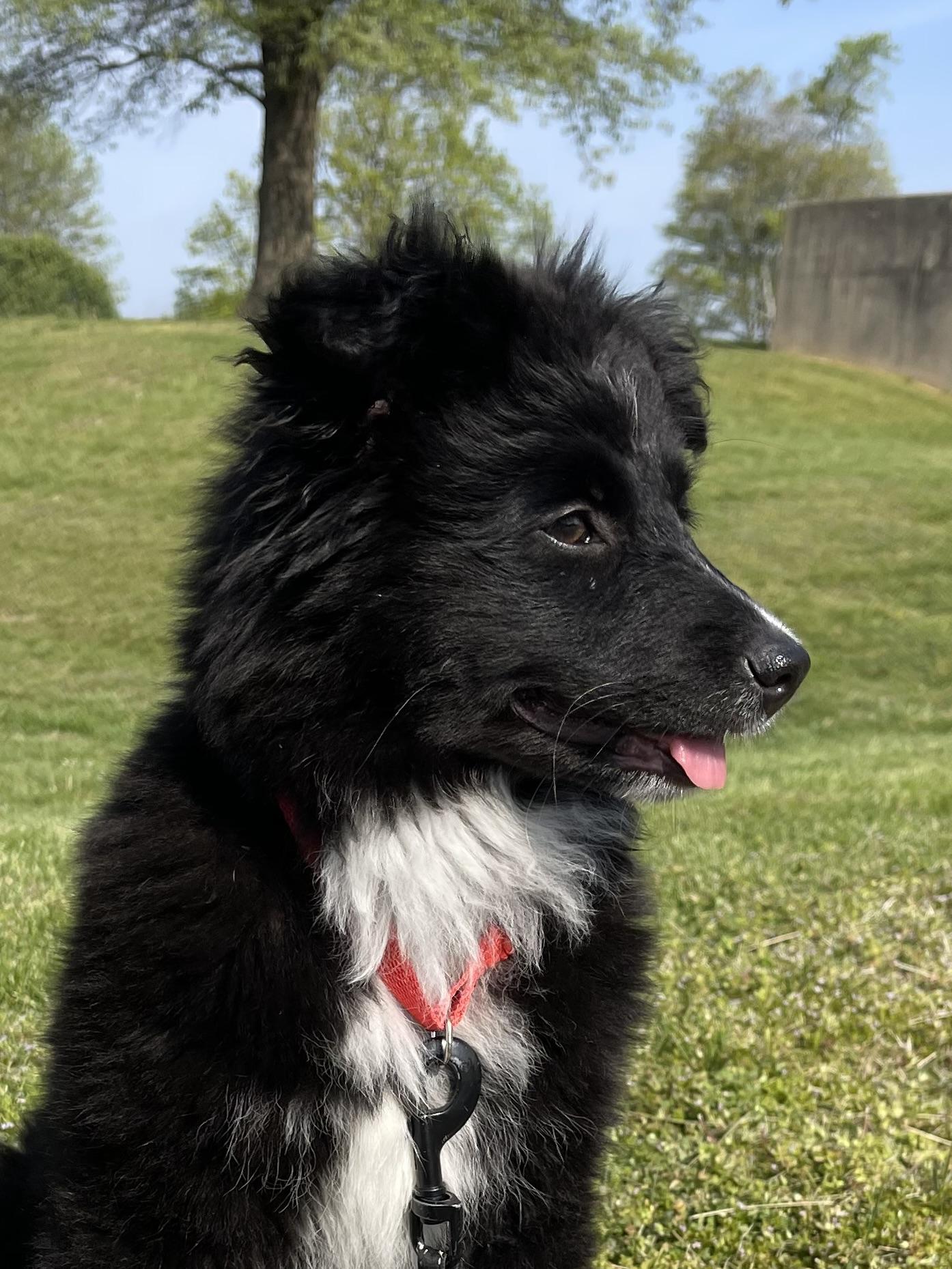 Enlarge Dottie, an adopted mixed breed in Hartford, KY image 2/4