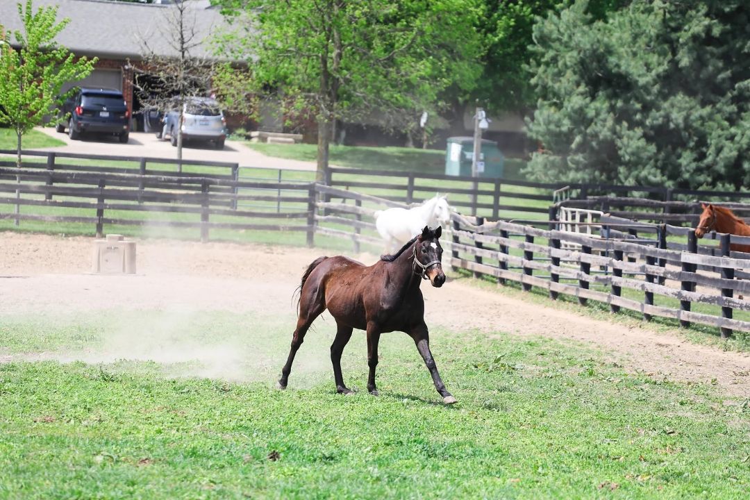 Enlarge Loving Touch, a Adoptable Thoroughbred in Nicholasville, KY image 8/9