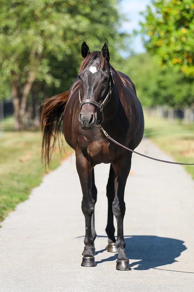 Enlarge Loving Touch, a Adoptable Thoroughbred in Nicholasville, KY image 7/9