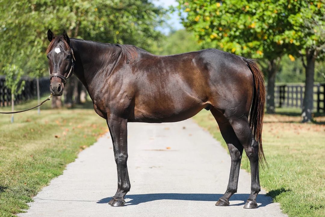 Enlarge Loving Touch, a Adoptable Thoroughbred in Nicholasville, KY image 1/9