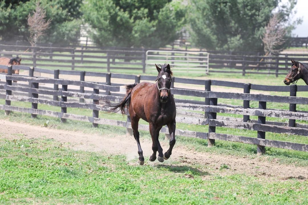 Enlarge Loving Touch, a Adoptable Thoroughbred in Nicholasville, KY image 9/9