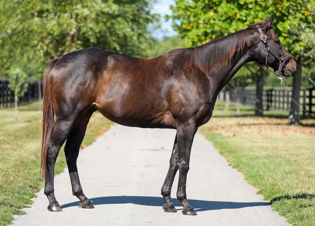 Enlarge Loving Touch, a Adoptable Thoroughbred in Nicholasville, KY image 6/9
