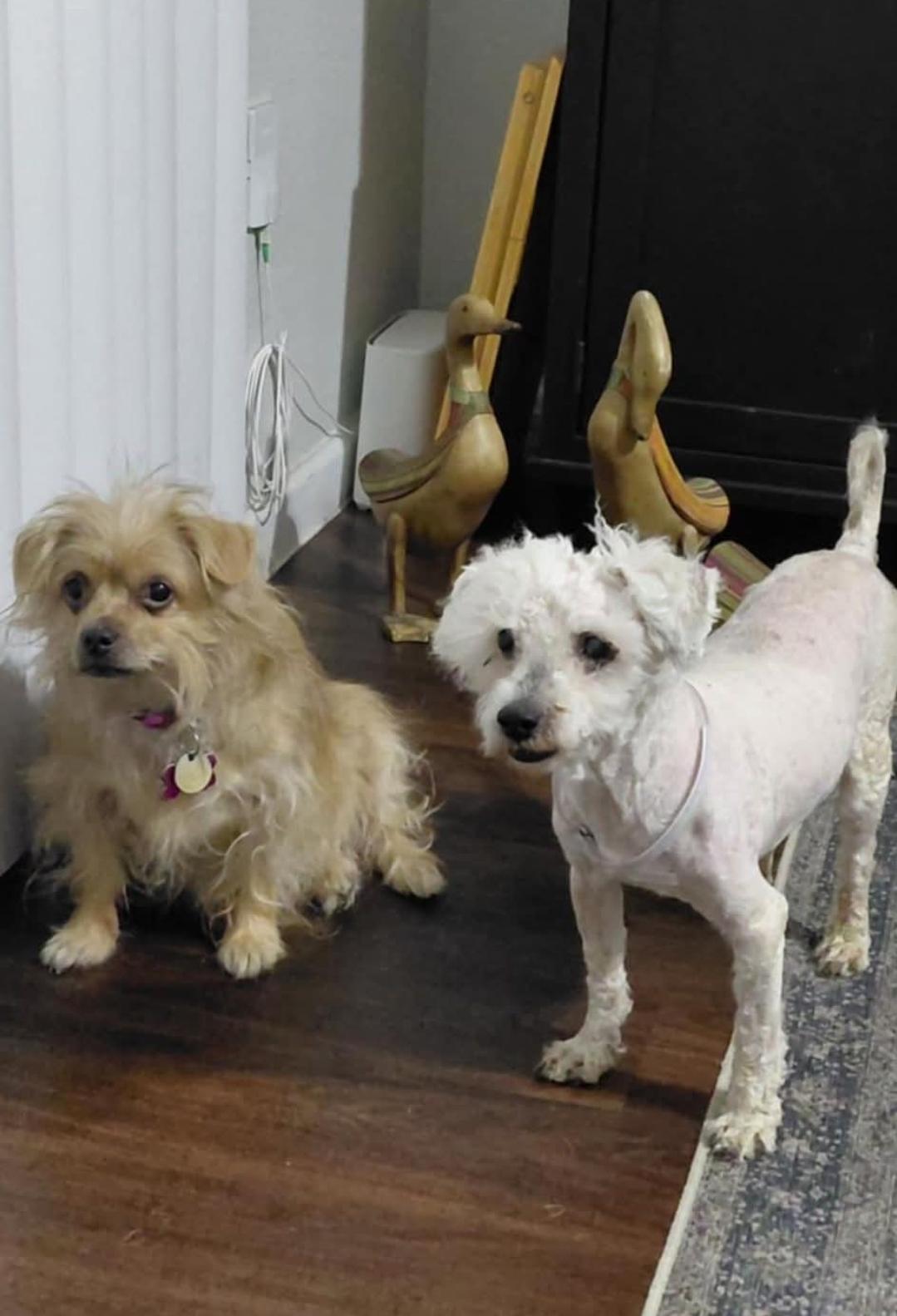 Eddie — thumbnail 4