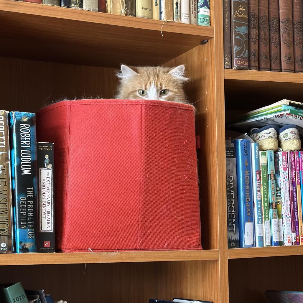 Bubbies Miller 55590, Adoptable, Adult Female Domestic Long Hair.