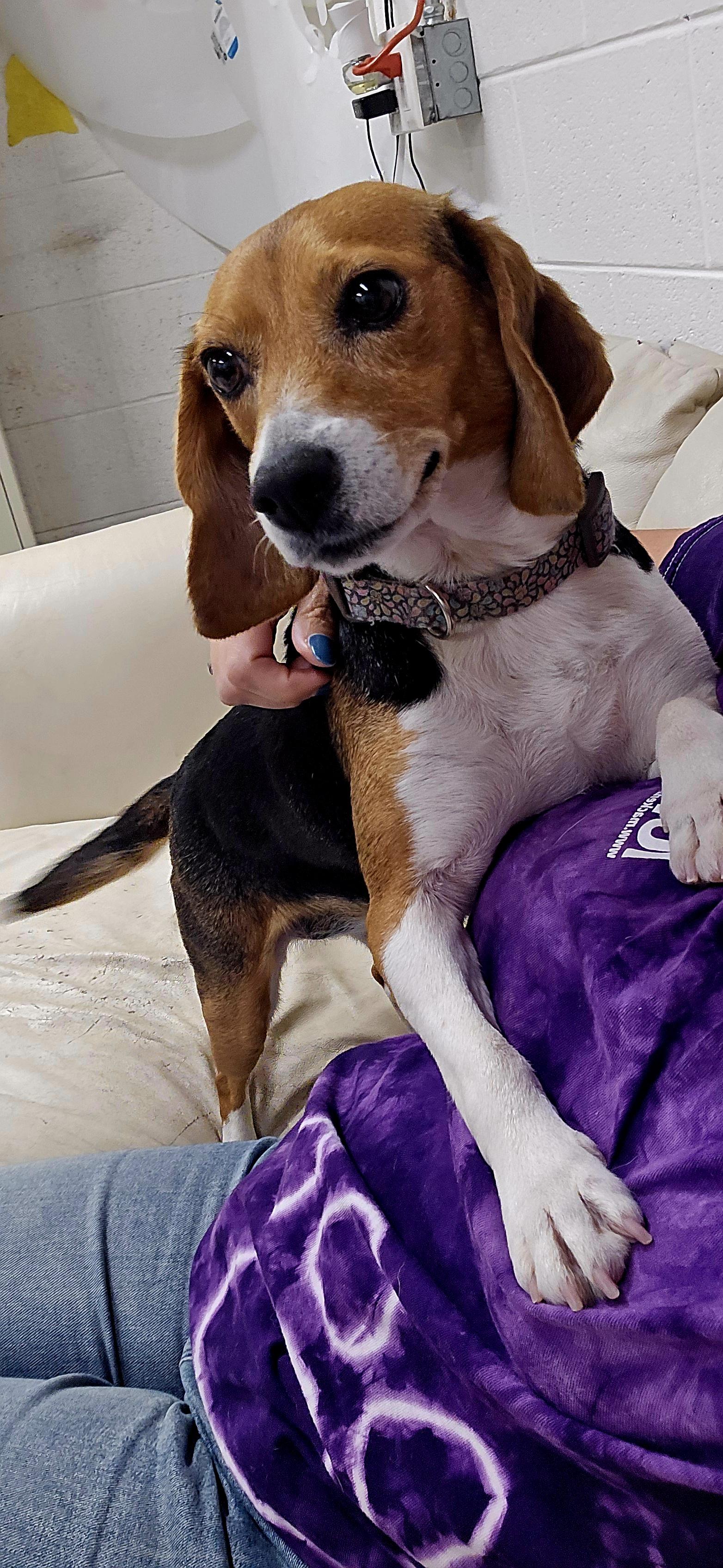 Enlarge Rosemary, a Adopted Beagle in Lake Odessa, MI image 4/6