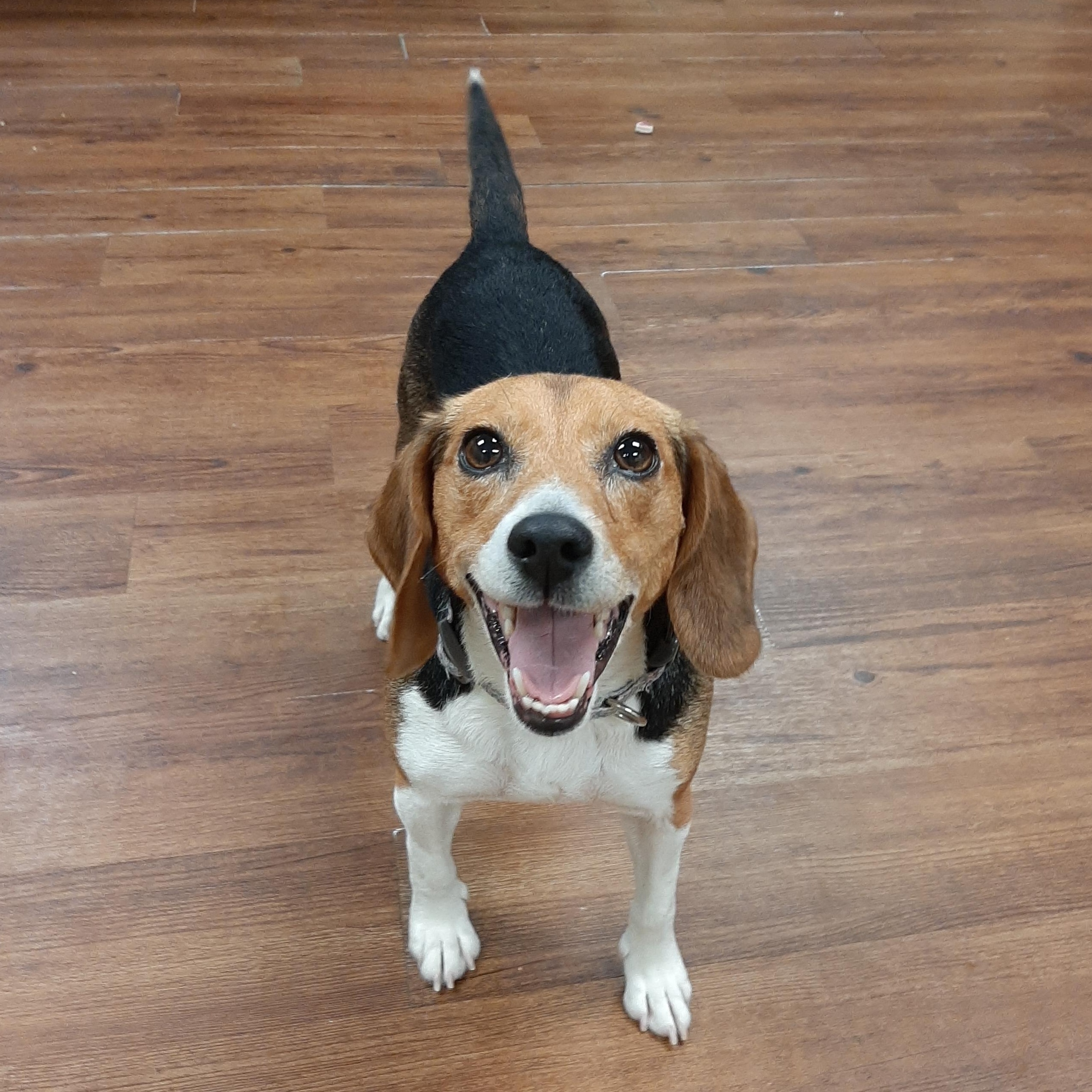 Enlarge Rosemary, a Adopted Beagle in Lake Odessa, MI image 3/6