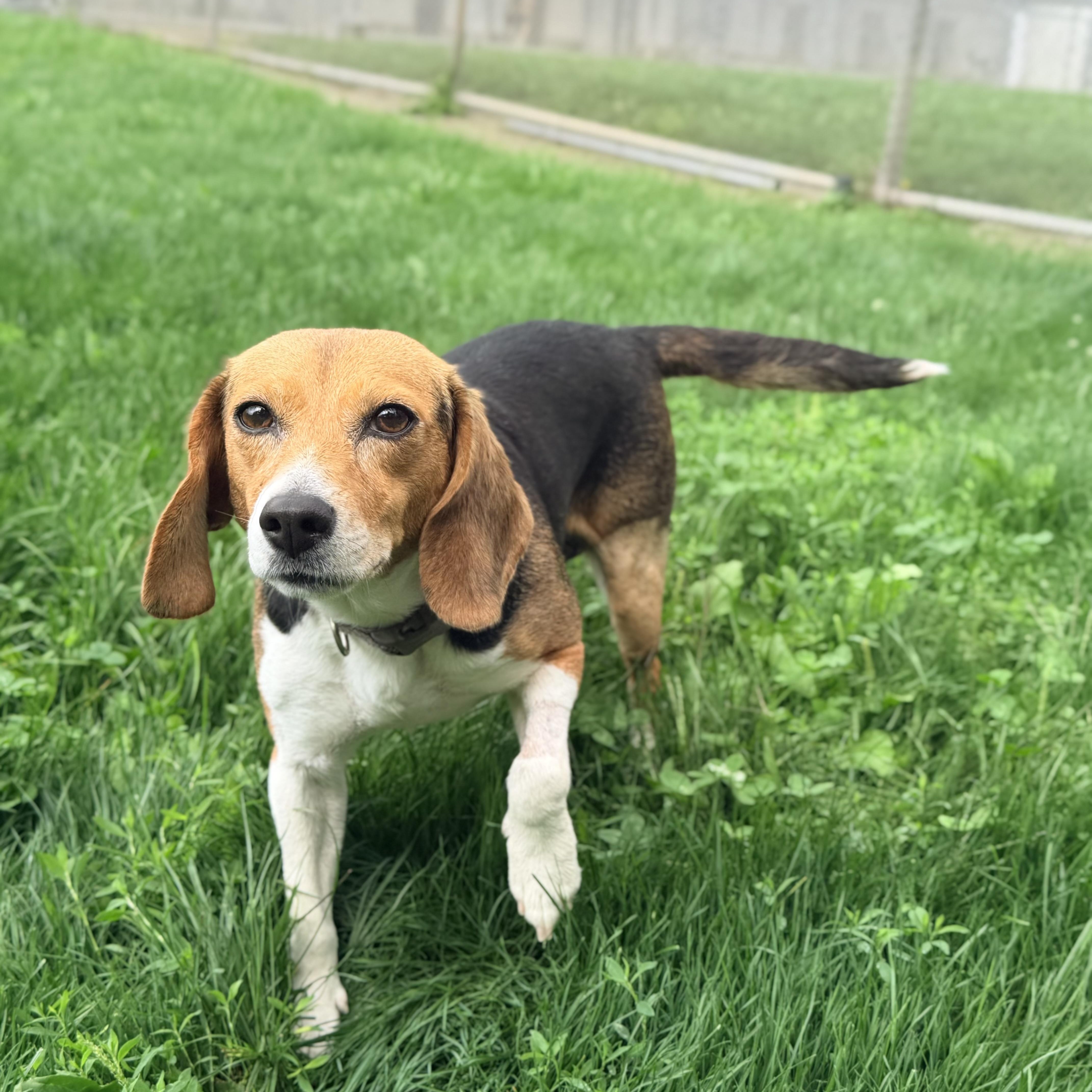 Enlarge Rosemary, a Adopted Beagle in Lake Odessa, MI image 1/6