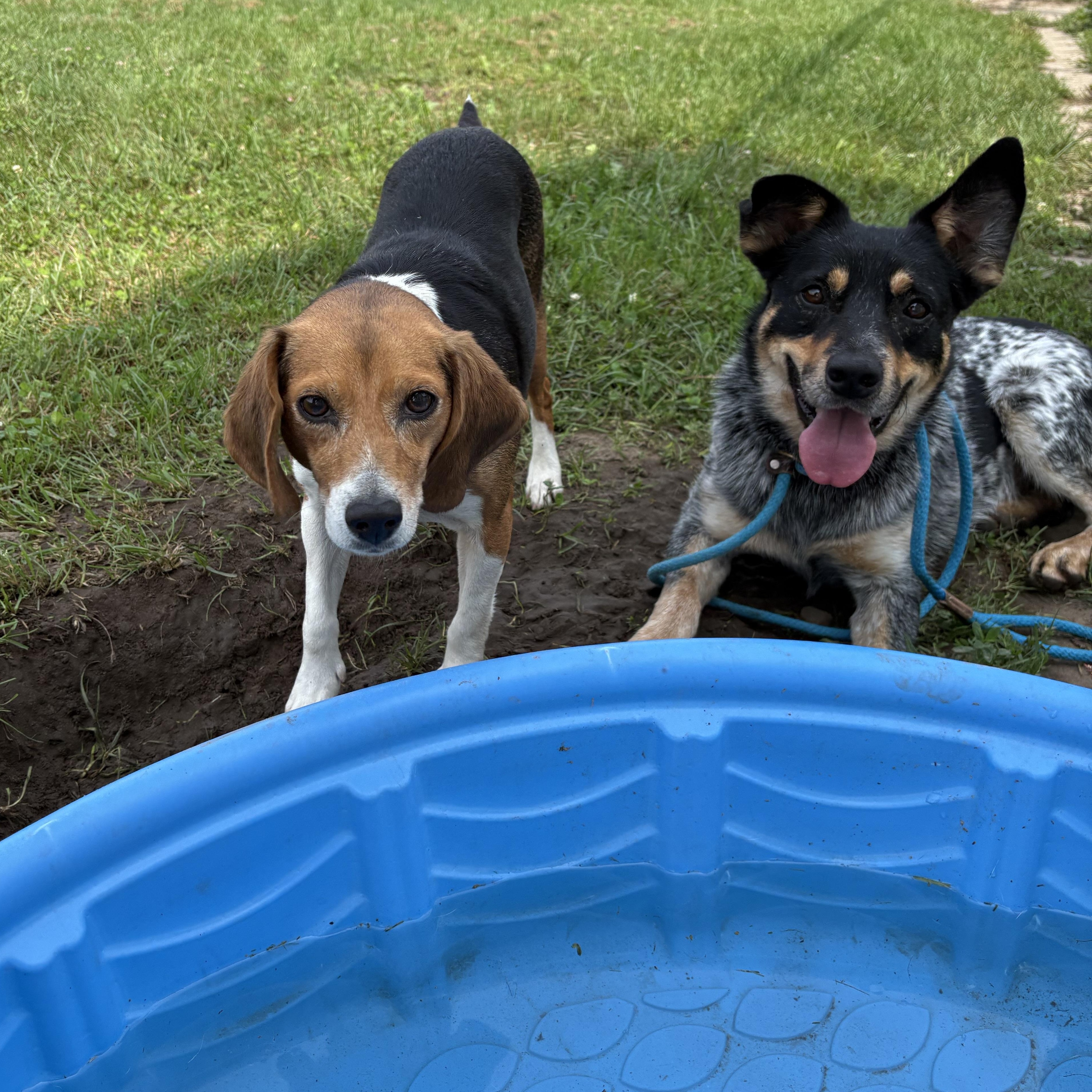 Enlarge Rosemary, a Adopted Beagle in Lake Odessa, MI image 5/6