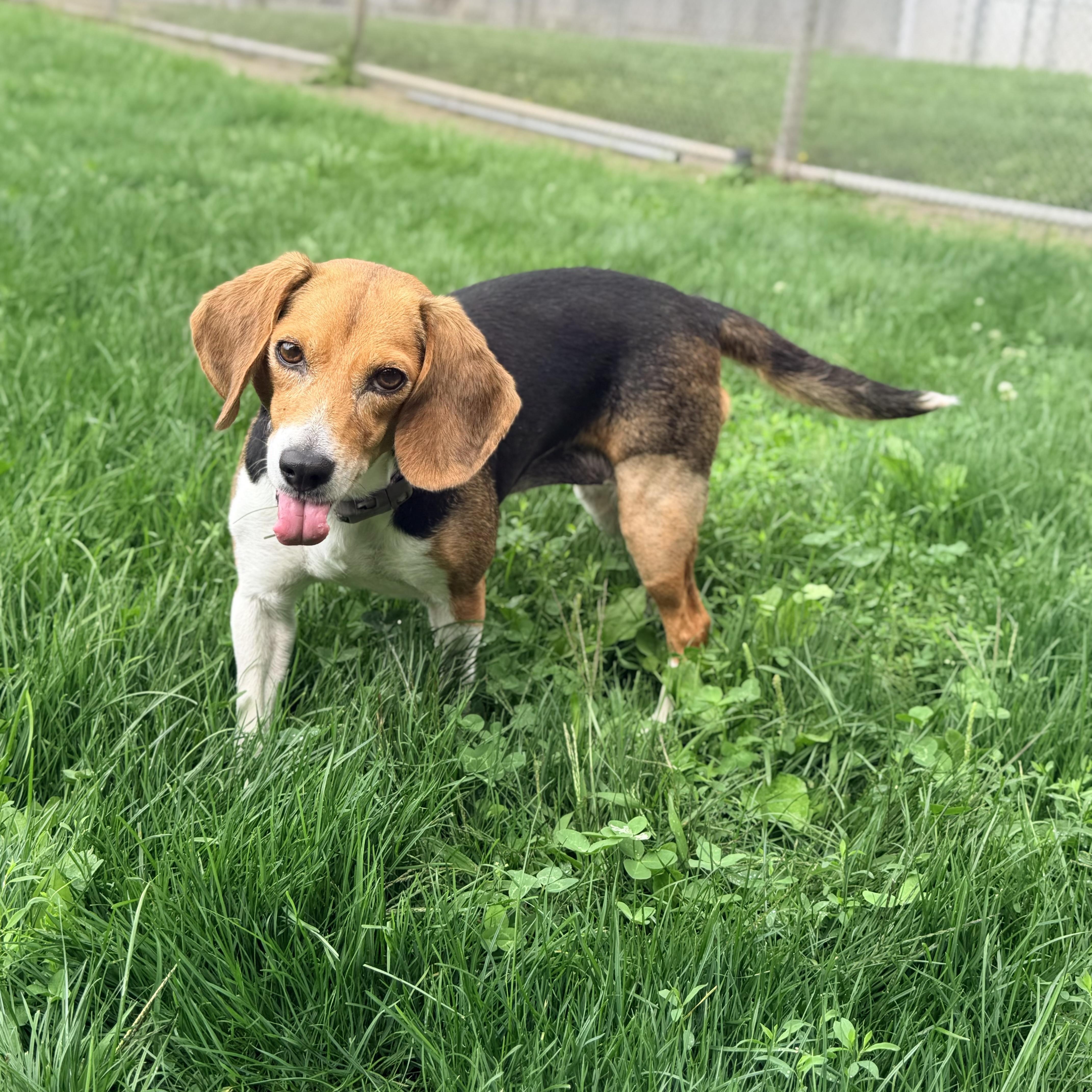 Enlarge Rosemary, a Adopted Beagle in Lake Odessa, MI image 2/6