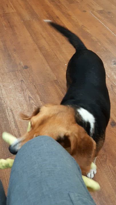 Enlarge Rosemary, a Adopted Beagle in Lake Odessa, MI video 6/6