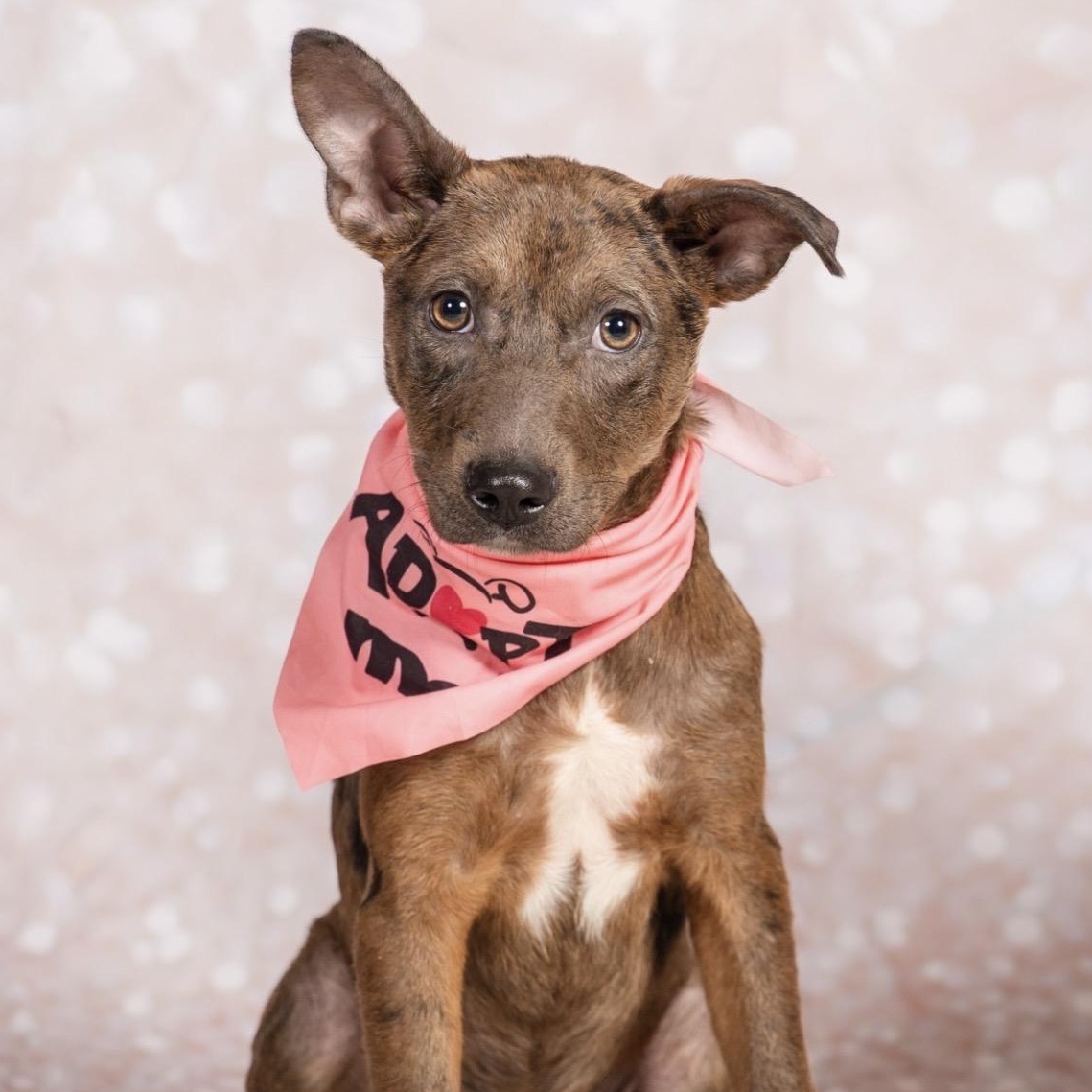 Ripple, Adoptable, Puppy Female Catahoula Leopard Dog & Australian Cattle Dog / Blue Heeler.