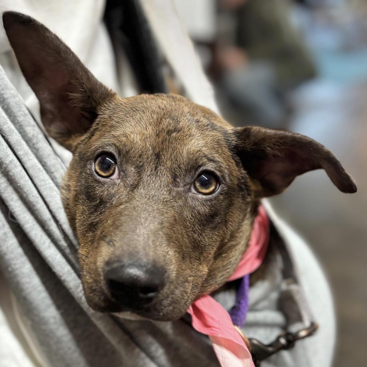 Enlarge Ripple, a Adoptable mixed breed in Richmond, VA image 2/6