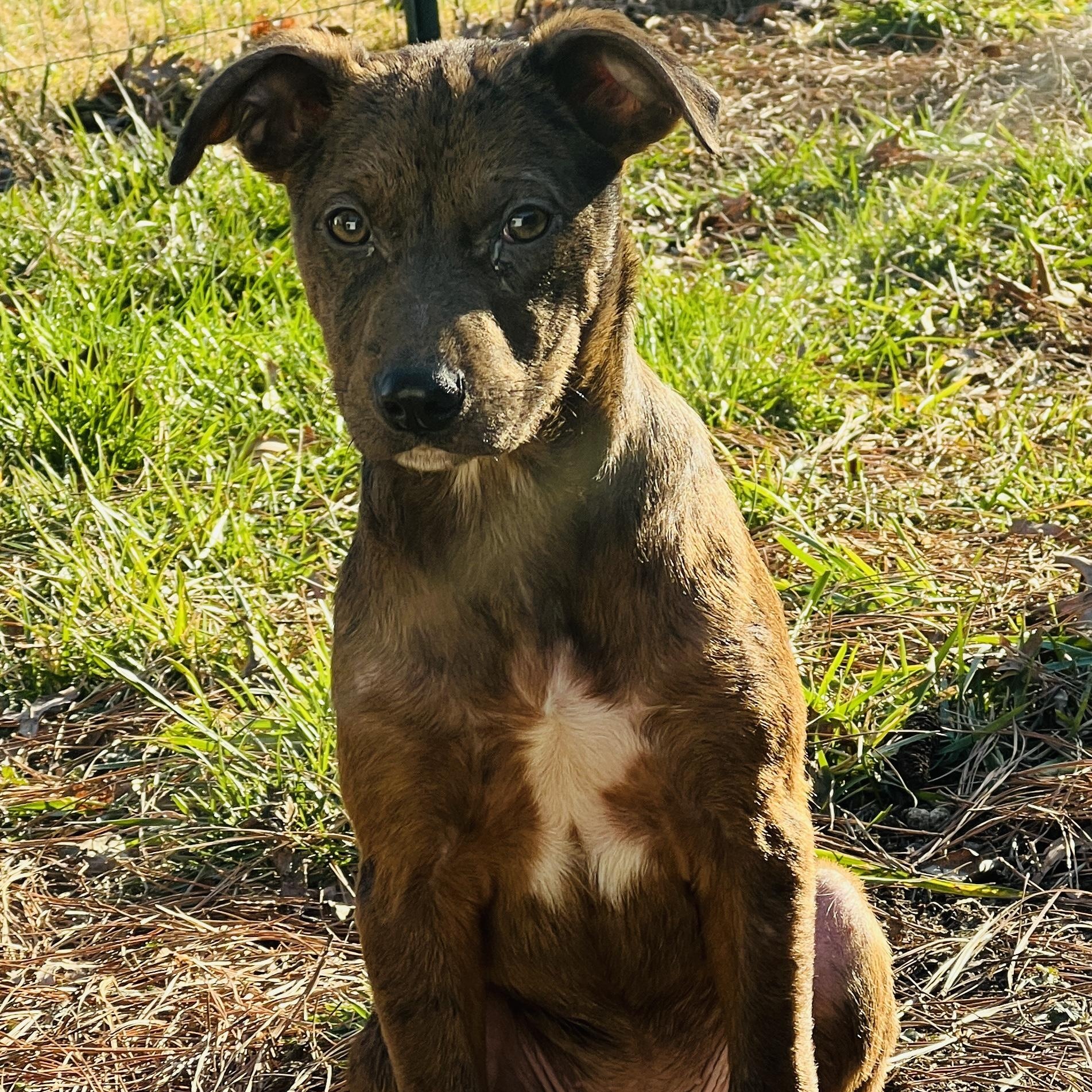 Enlarge Ripple, a Adoptable mixed breed in Richmond, VA image 5/6