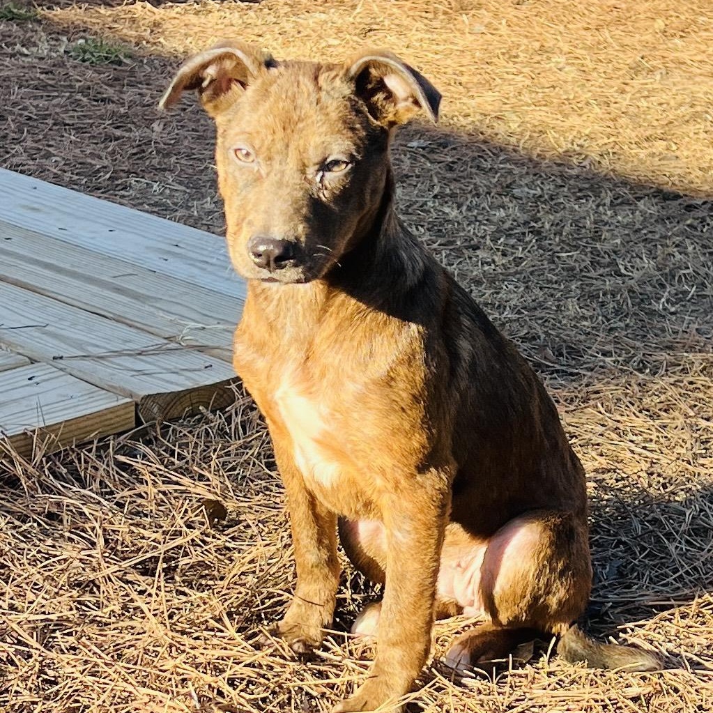 Enlarge Ripple, a Adoptable mixed breed in Richmond, VA image 6/6