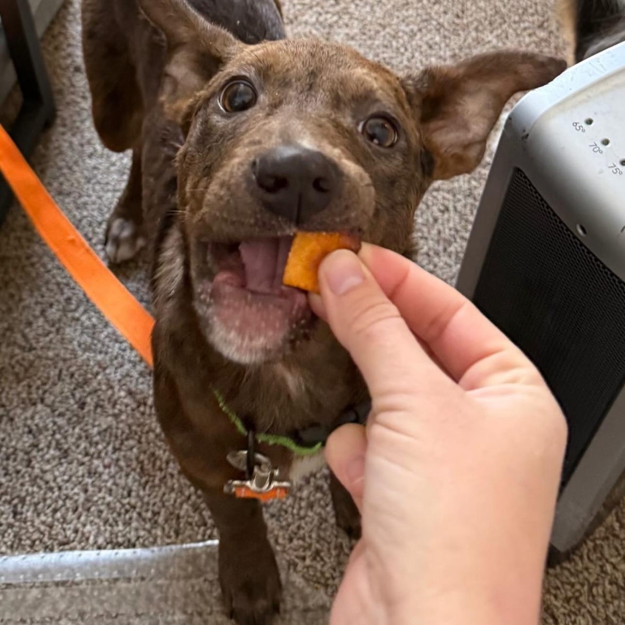 Enlarge Ripple, a Adoptable mixed breed in Richmond, VA image 4/6