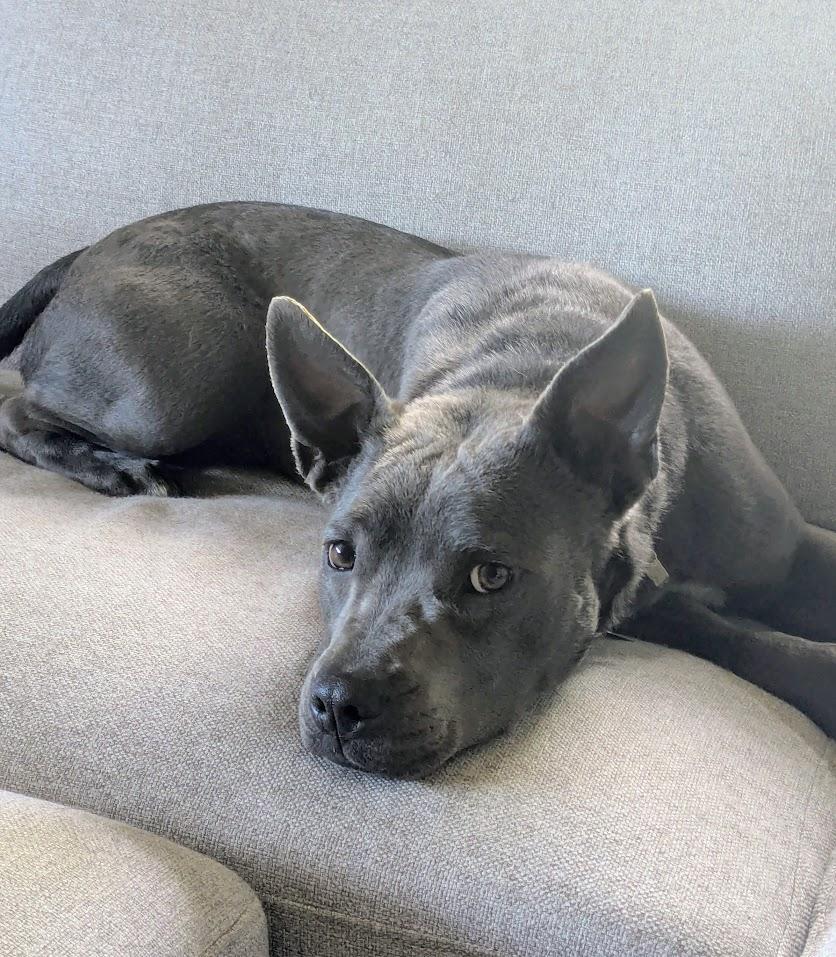 Grey, Adoptable, Young Male Blue Lacy.