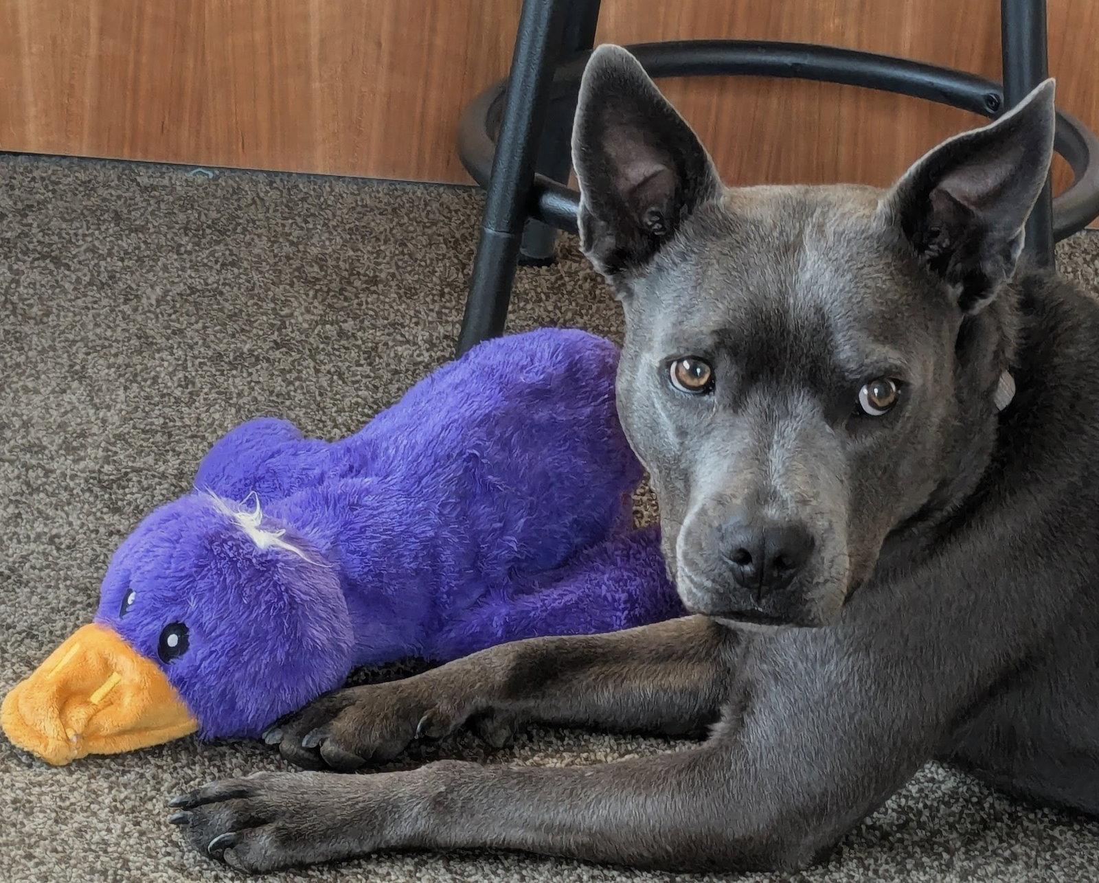 Enlarge Grey, a Adoptable Blue Lacy in Evergreen, CO image 2/3
