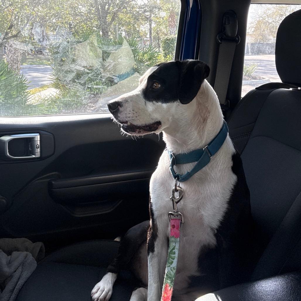 Rex, Adoptable, Adult Male Mixed Breed.